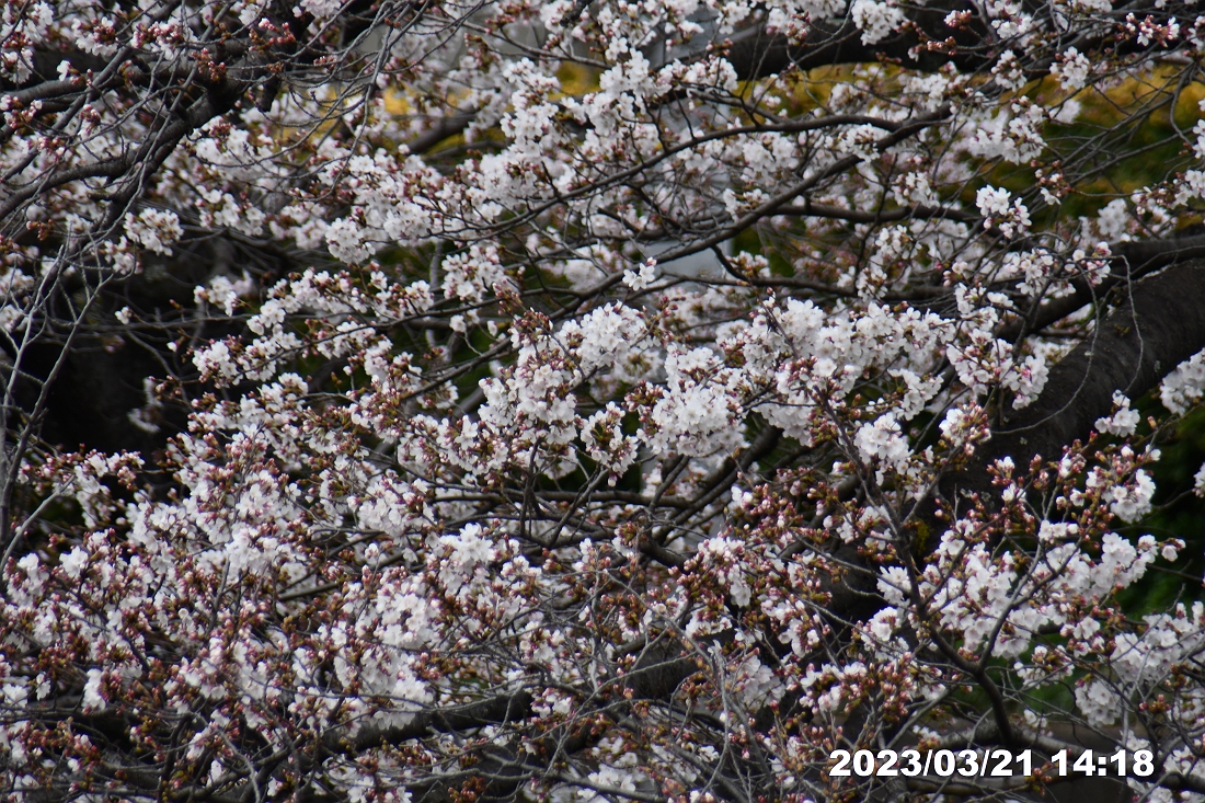 多摩市・都立桜ヶ丘公園周辺
